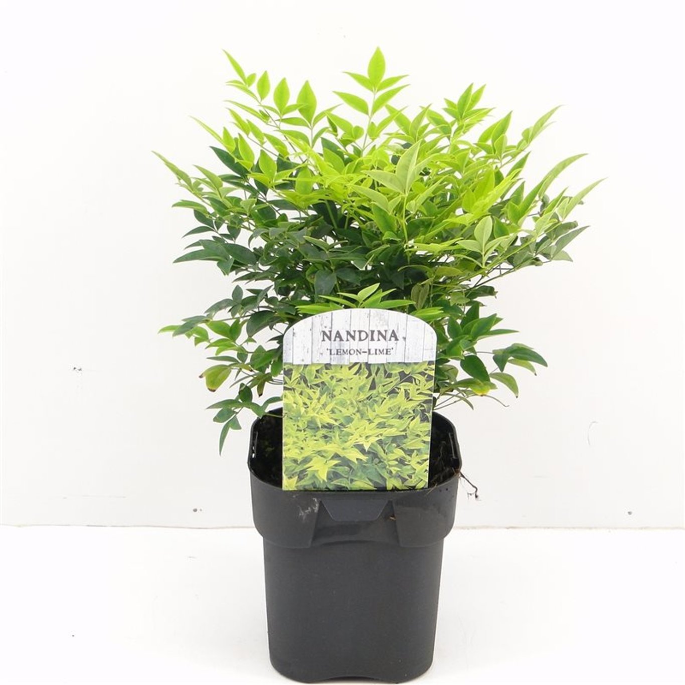 Nandina dom. 'Lemon & Lime'® - C2
